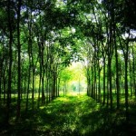 黃錦樹／馬華文學裡的橡膠樹——我們的情感記憶，我們的「窠臼」（上）